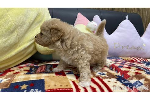 成約済の兵庫県のポメプー:ポメラニアン×トイプードル-229980の3枚目